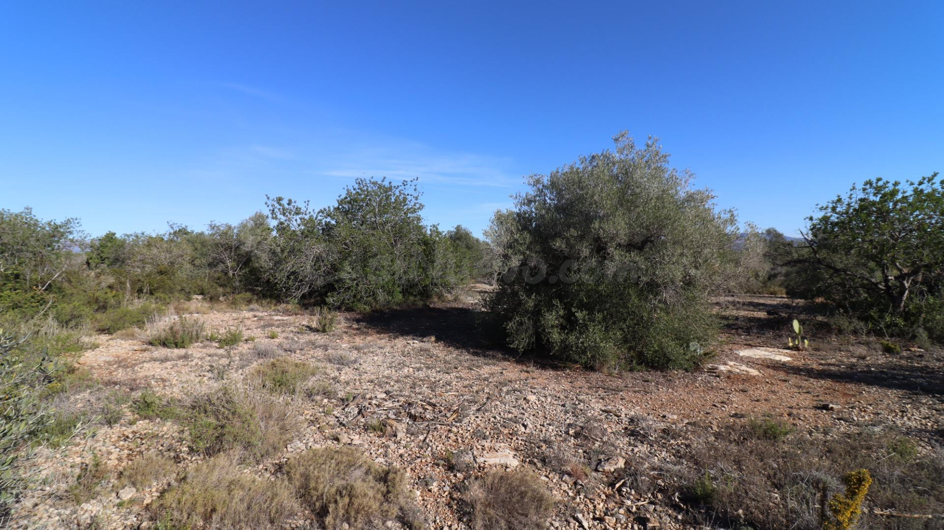 Finca de algarrobos. - foto 3