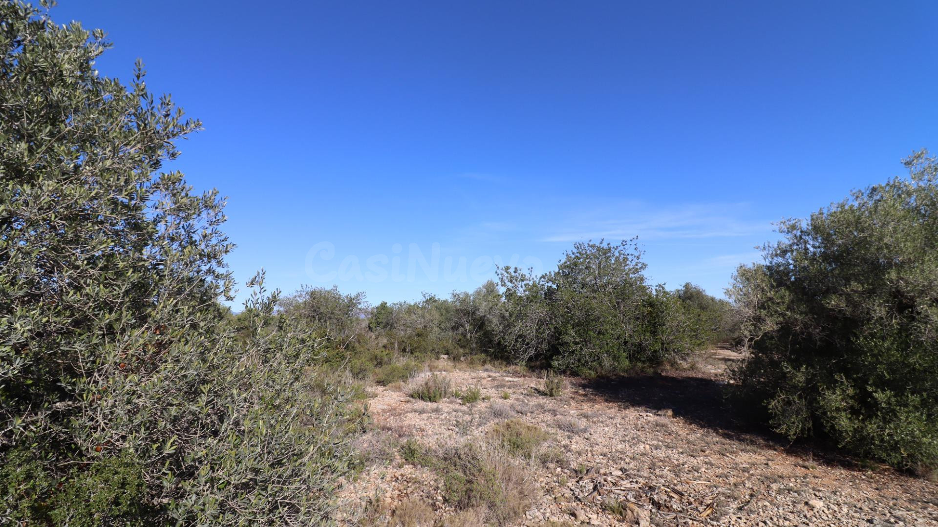 Finca de algarrobos. - foto 4