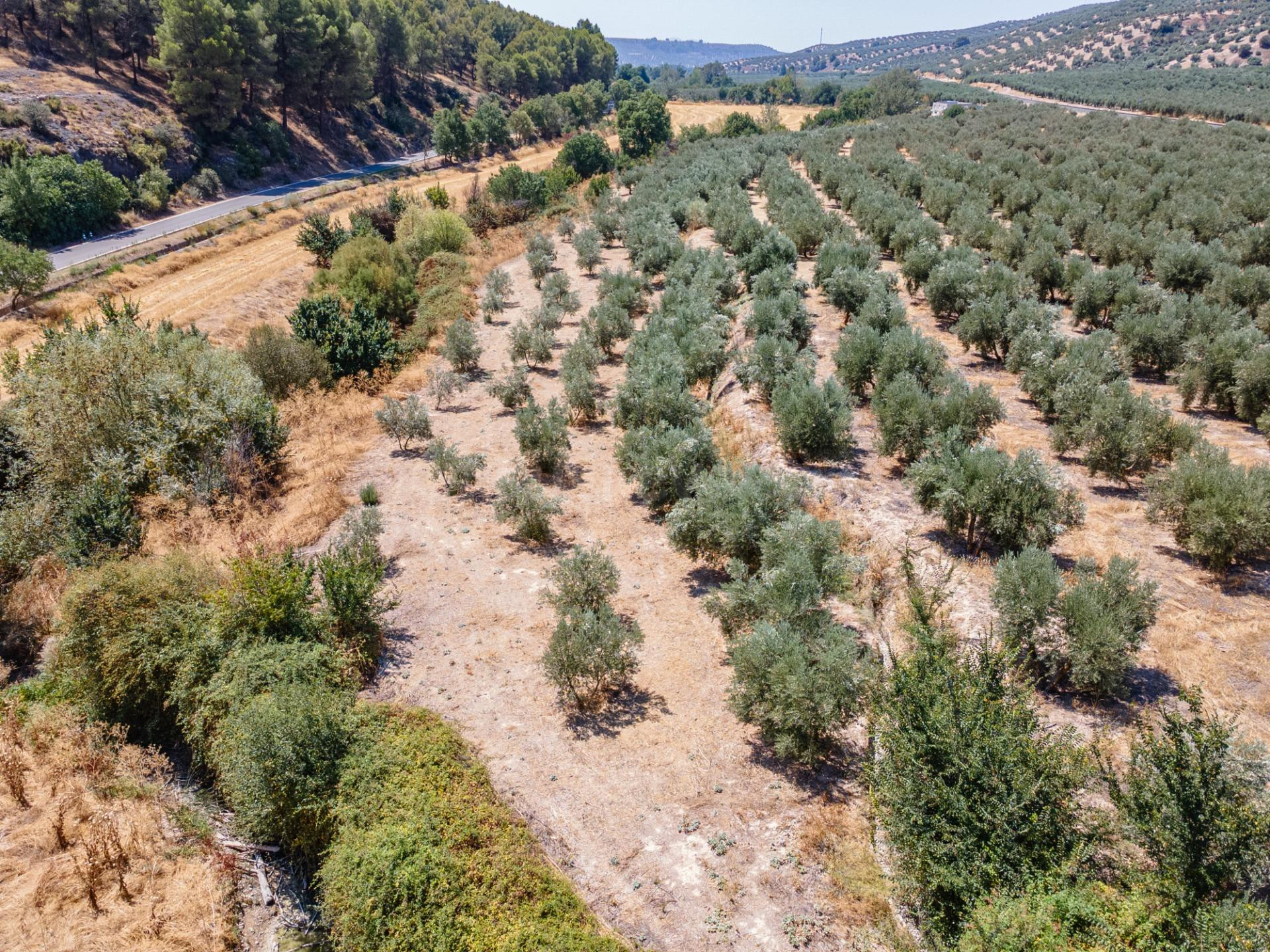 GRAN OPORTUNIDAD !!!! OLIVAR EN VENTA.....