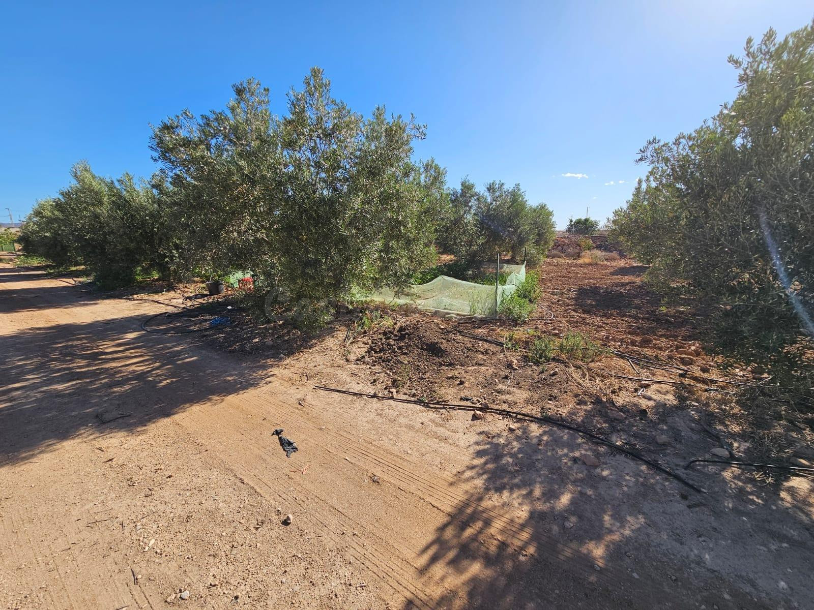 TERRENO DE REGADIO EN LOS CANOVAS
