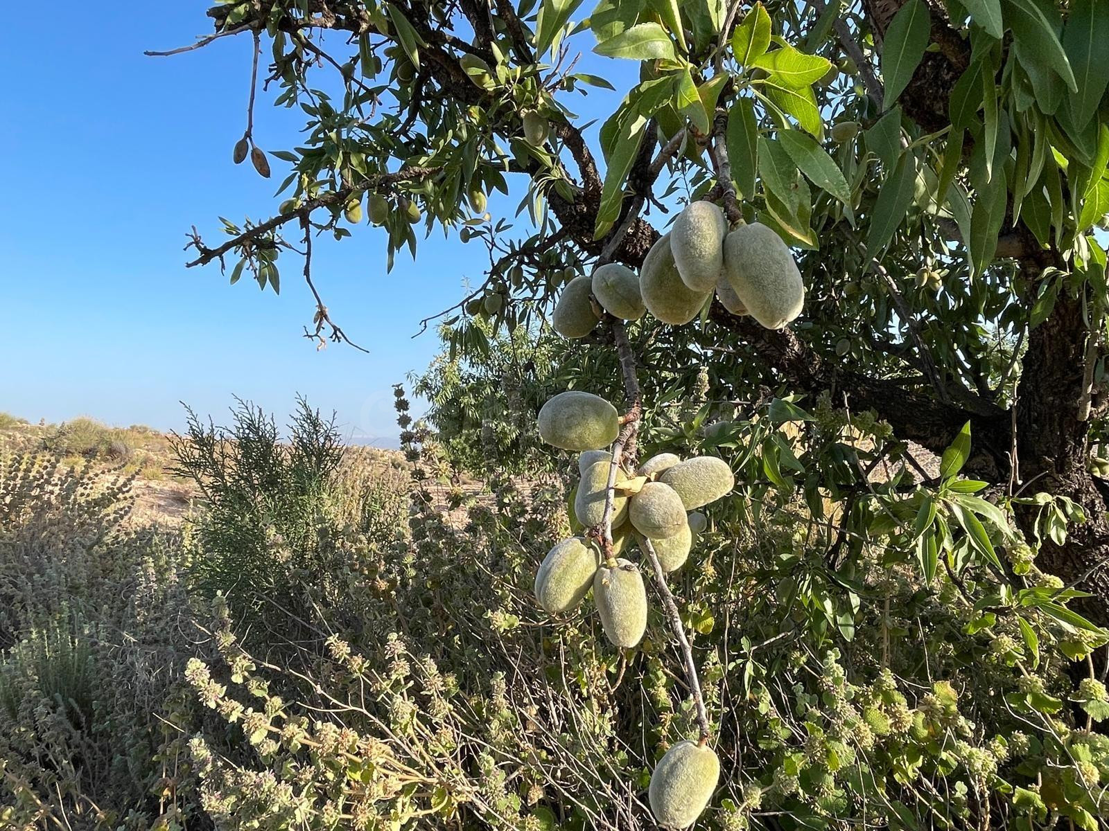 Terrenos en venta en la zona de Carrascoy