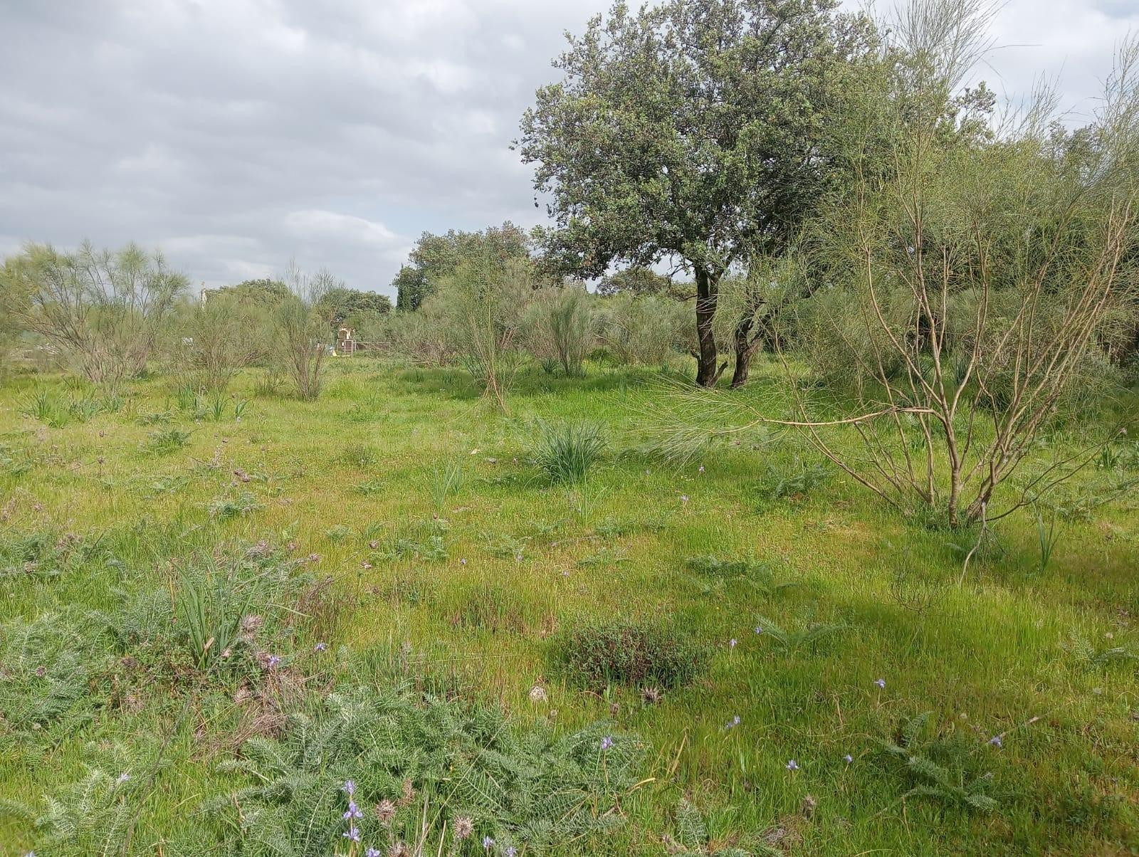 ¡Magnífica parcela urbana en la Urb. Sierra Norte – Castilblanco de los Arroyos!