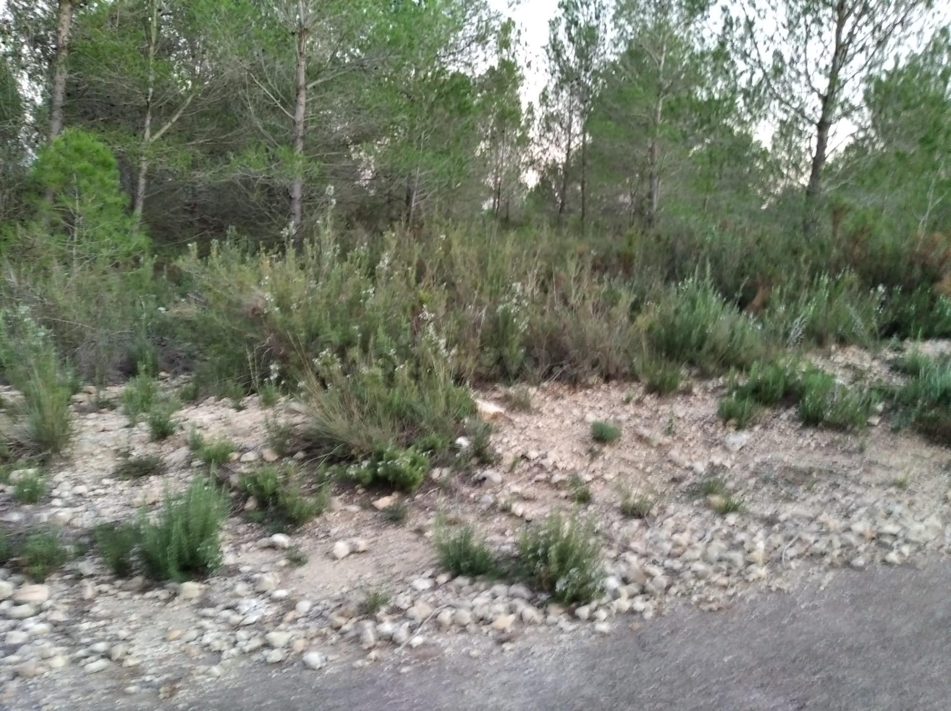 FINCA RUSTICA EN TORRE ENDOMENECH