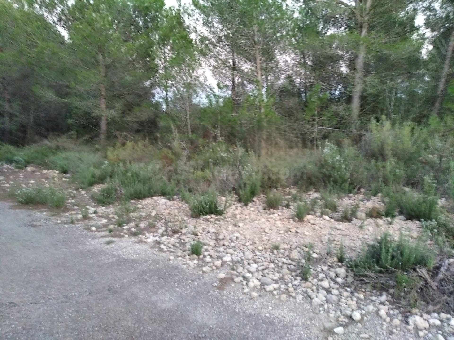FINCA RUSTICA EN TORRE ENDOMENECH - foto 3