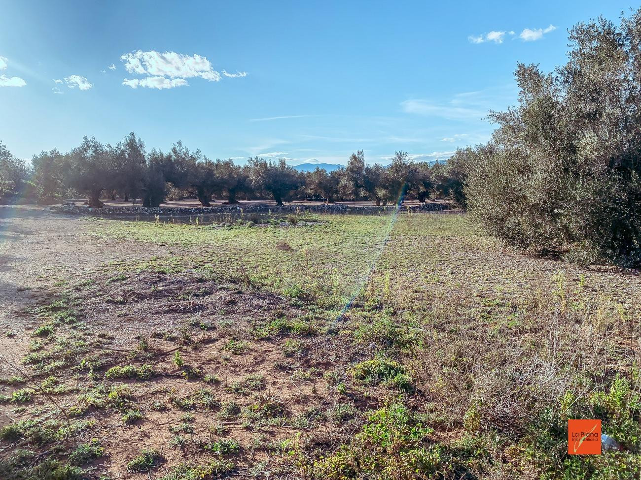 FINCA RUSTICA CON CASETA EN VENTA EN SANTA BARBARA (TARRAGONA)