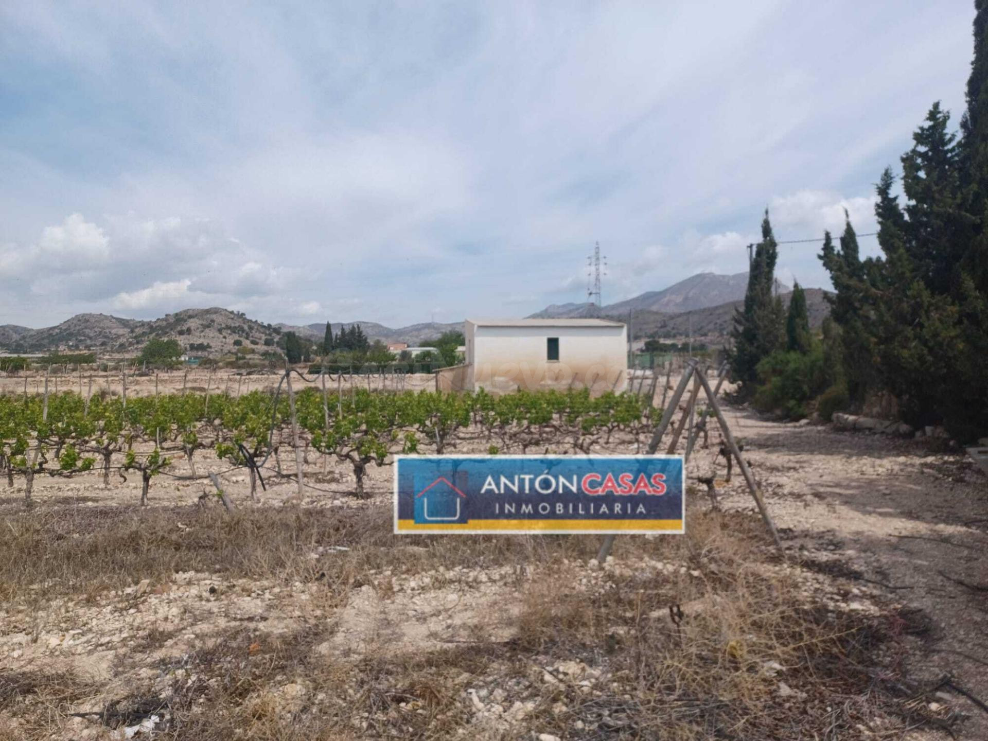 TERRENO NOVELDA / 14.334M2 / AGUA DE RIEGO