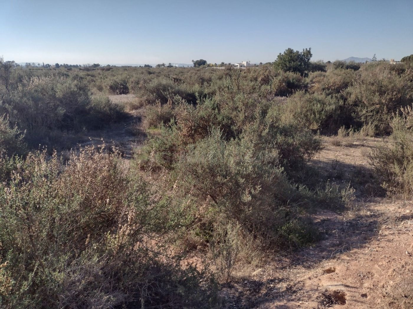 Terreno en Elche
