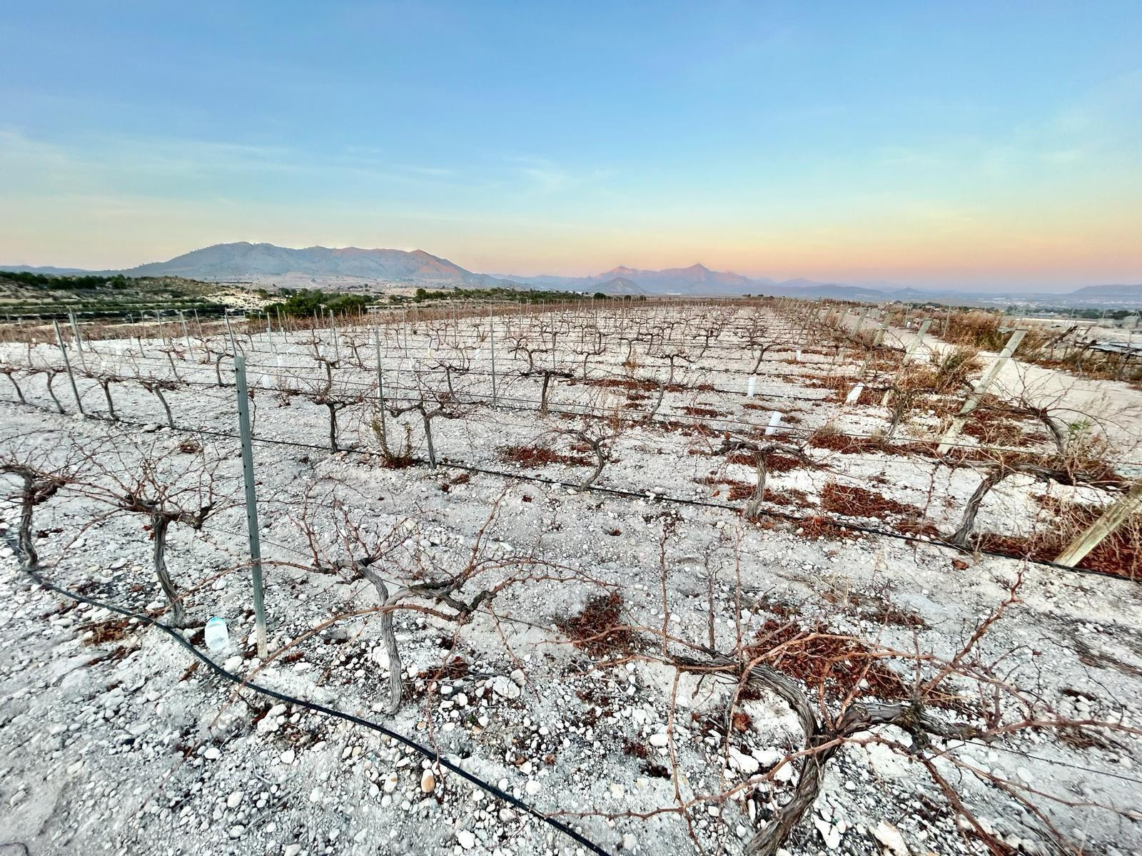 Finca rustica en Novelda