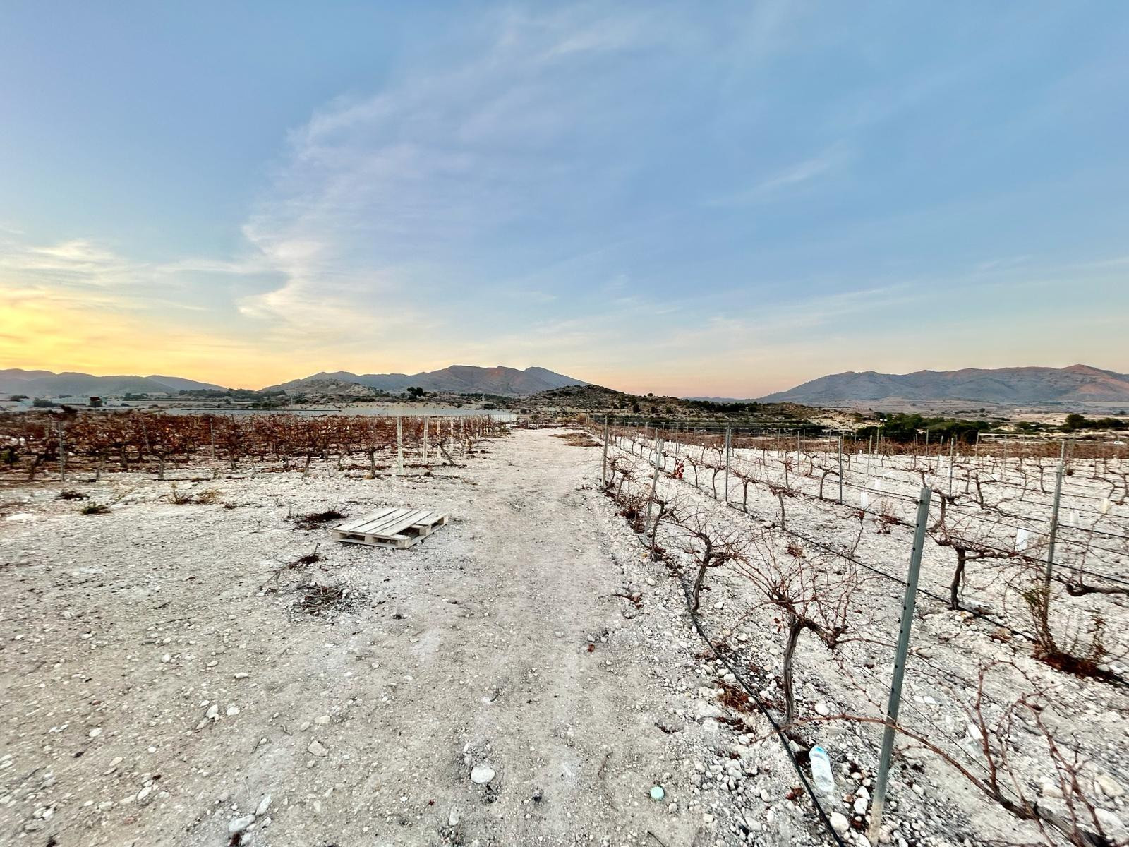 Finca rustica en Novelda - foto 2