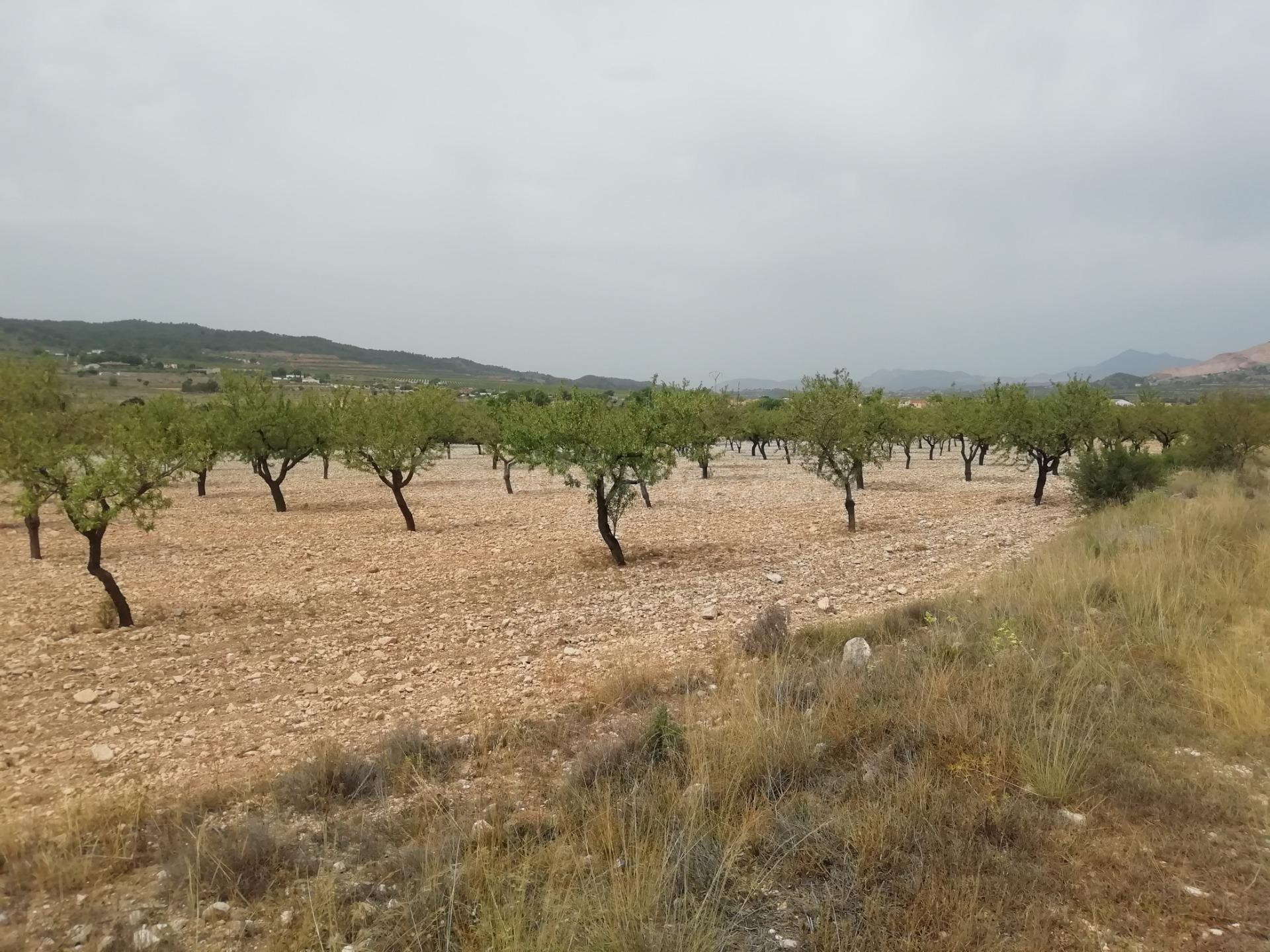 Terreno en Barbarroja