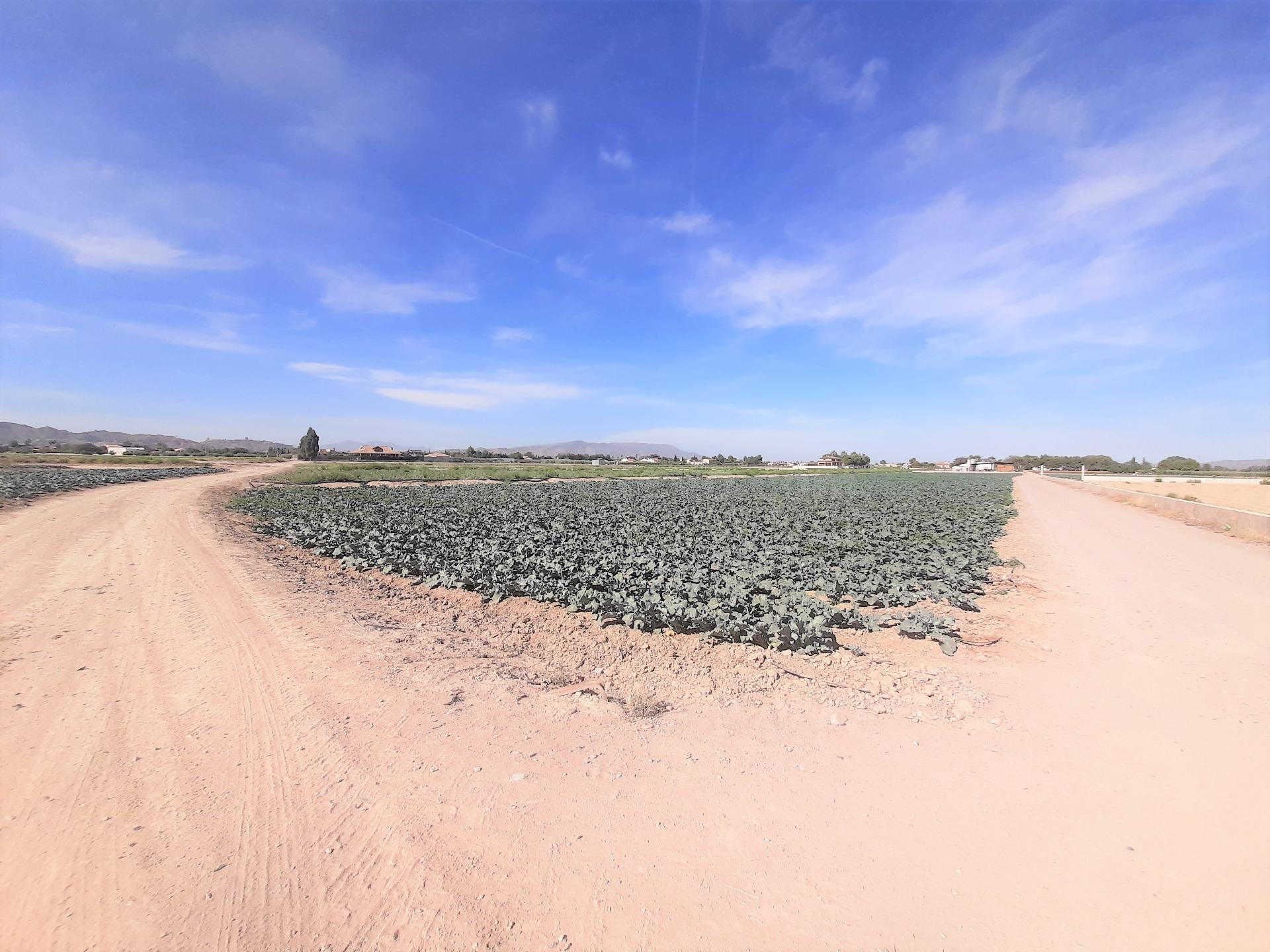 Parcela para construcción de vivienda unifamilia a 5 minutos de Lorca en zona de El Campillo