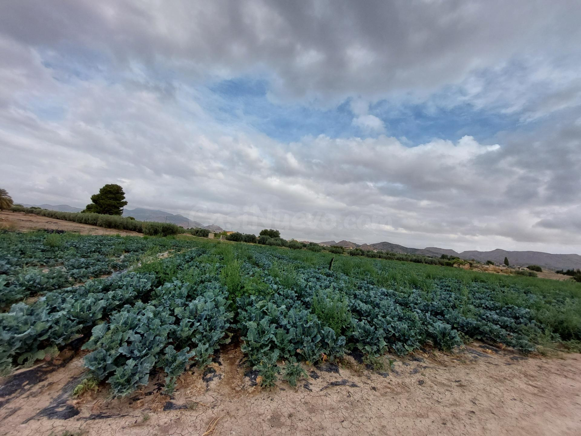 Parcela en Marchena