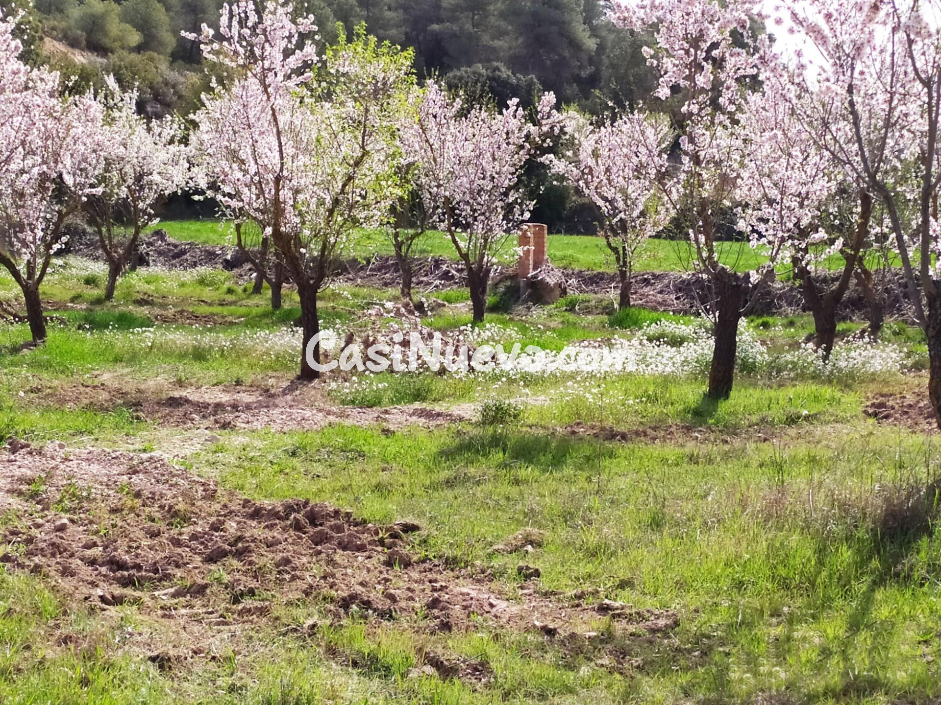 EN VENTA FINCA RÚSTICA EN EL TERMINO MUNICIPAL DEL ALBI