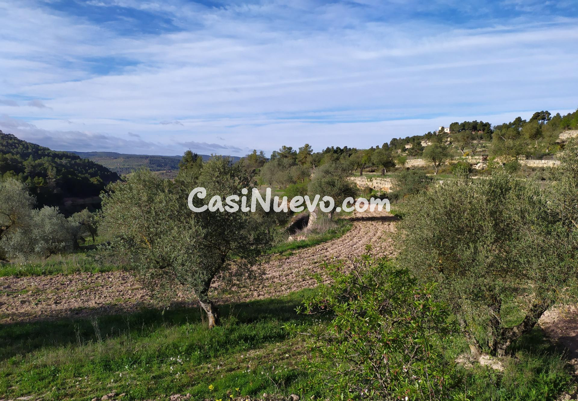 BONITA FINCA RÚSTICA CON OLIVOS Y ALMENDROS