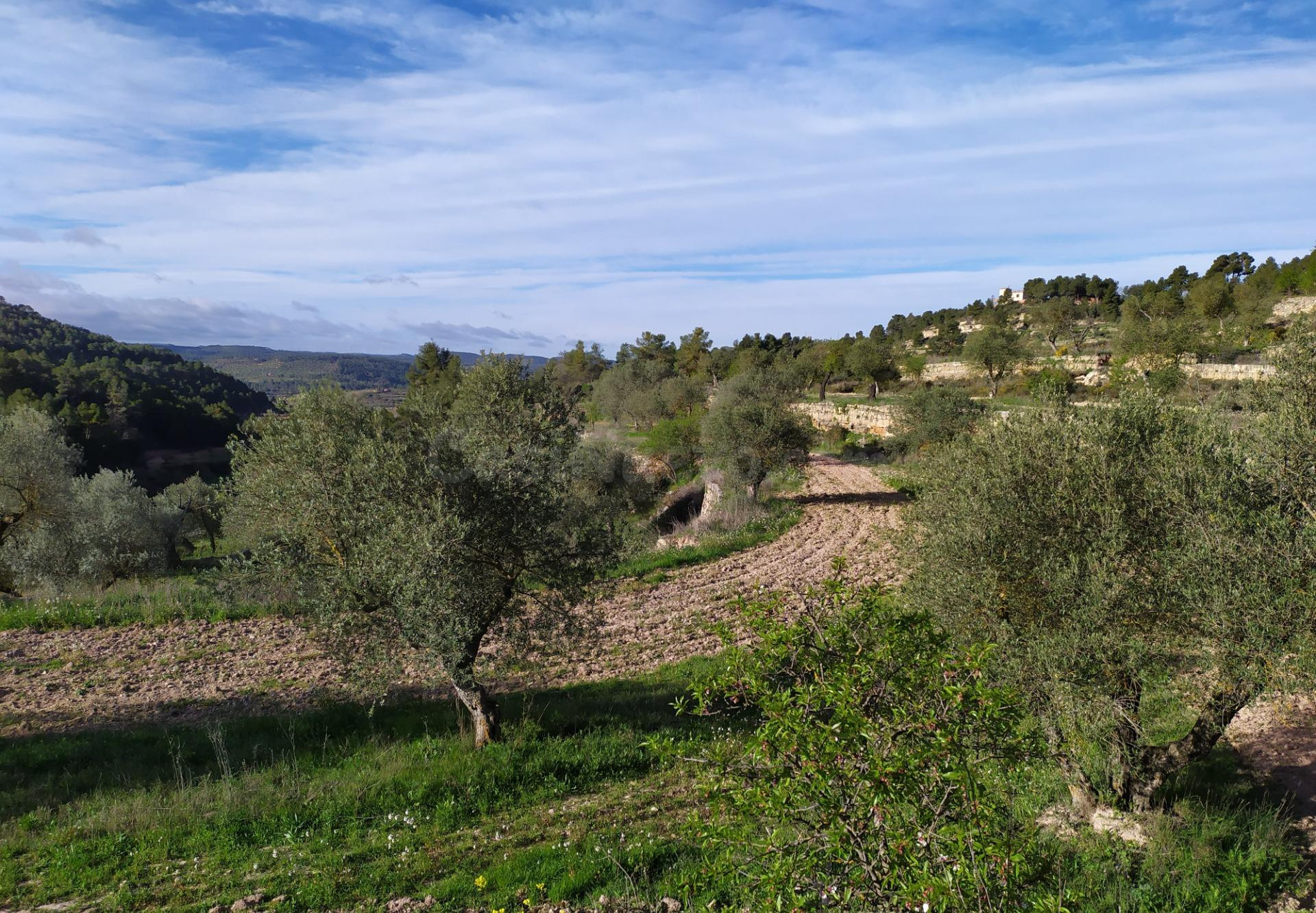 BONITA FINCA RÚSTICA CON OLIVOS Y ALMENDROS