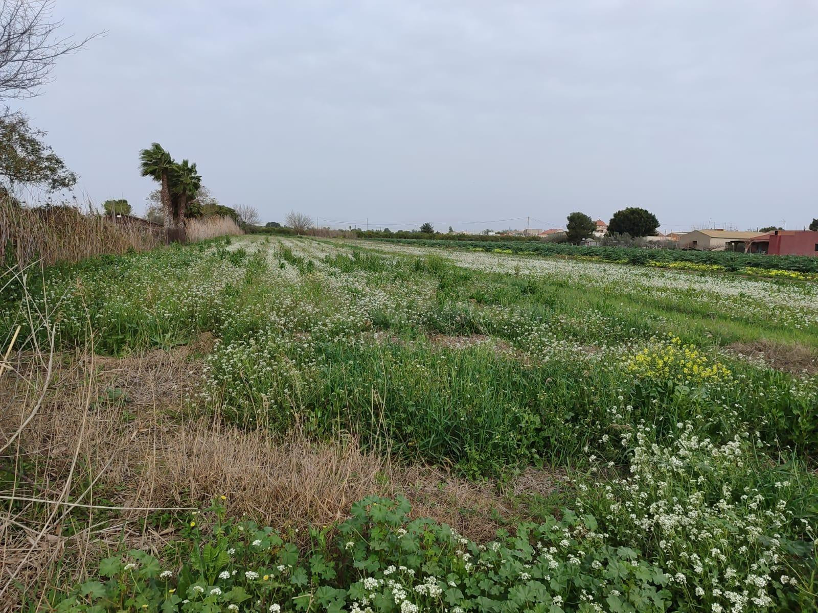 Terreno agrícola en venta. Alicante