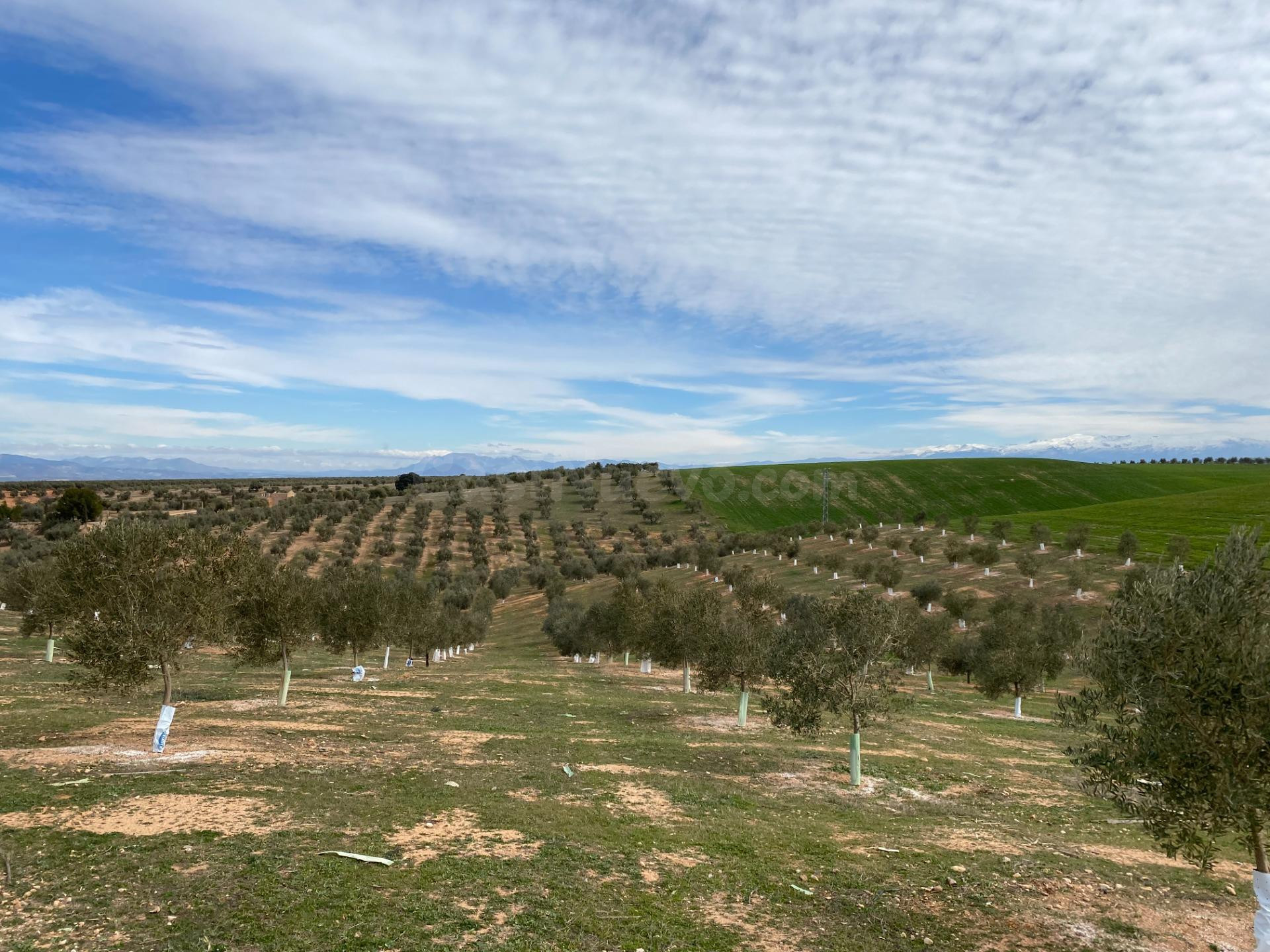 VENTA DE 12 FANEGAS DE TIERRA DE OLIVOS HOJIBLANCOS Y MARTEÑOS CON 5 Y 9 AÑOS DE EDAD, CON LUZ POZO PROPIO Y BALSA