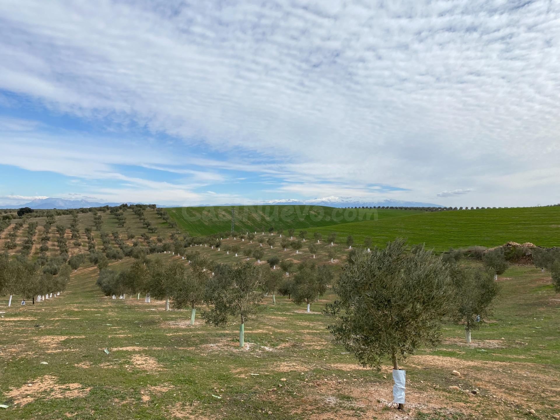 VENTA DE 12 FANEGAS DE TIERRA DE OLIVOS HOJIBLANCOS Y MARTEÑ - foto 2