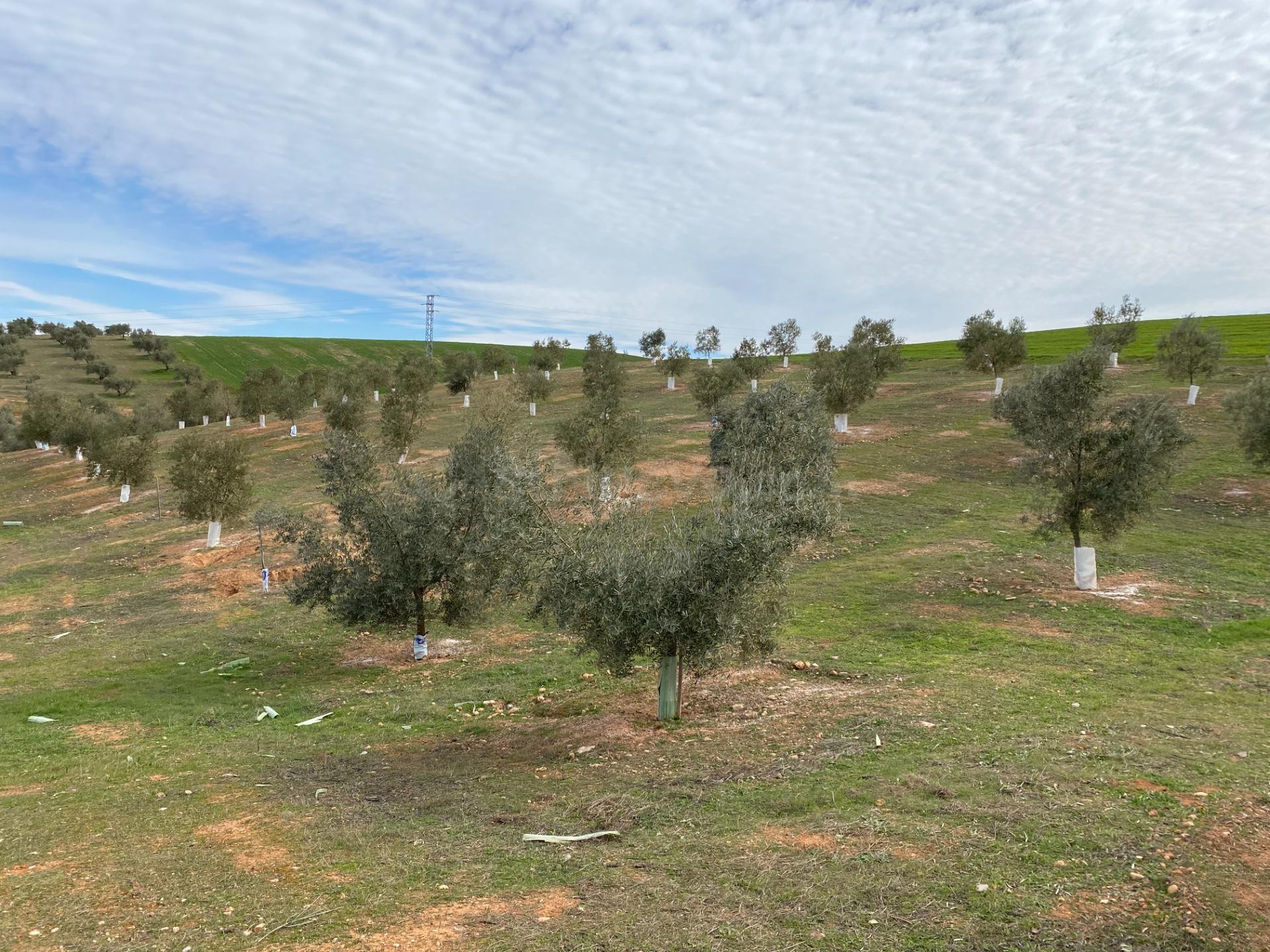 VENTA DE 12 FANEGAS DE TIERRA DE OLIVOS HOJIBLANCOS Y MARTEÑ - foto 3