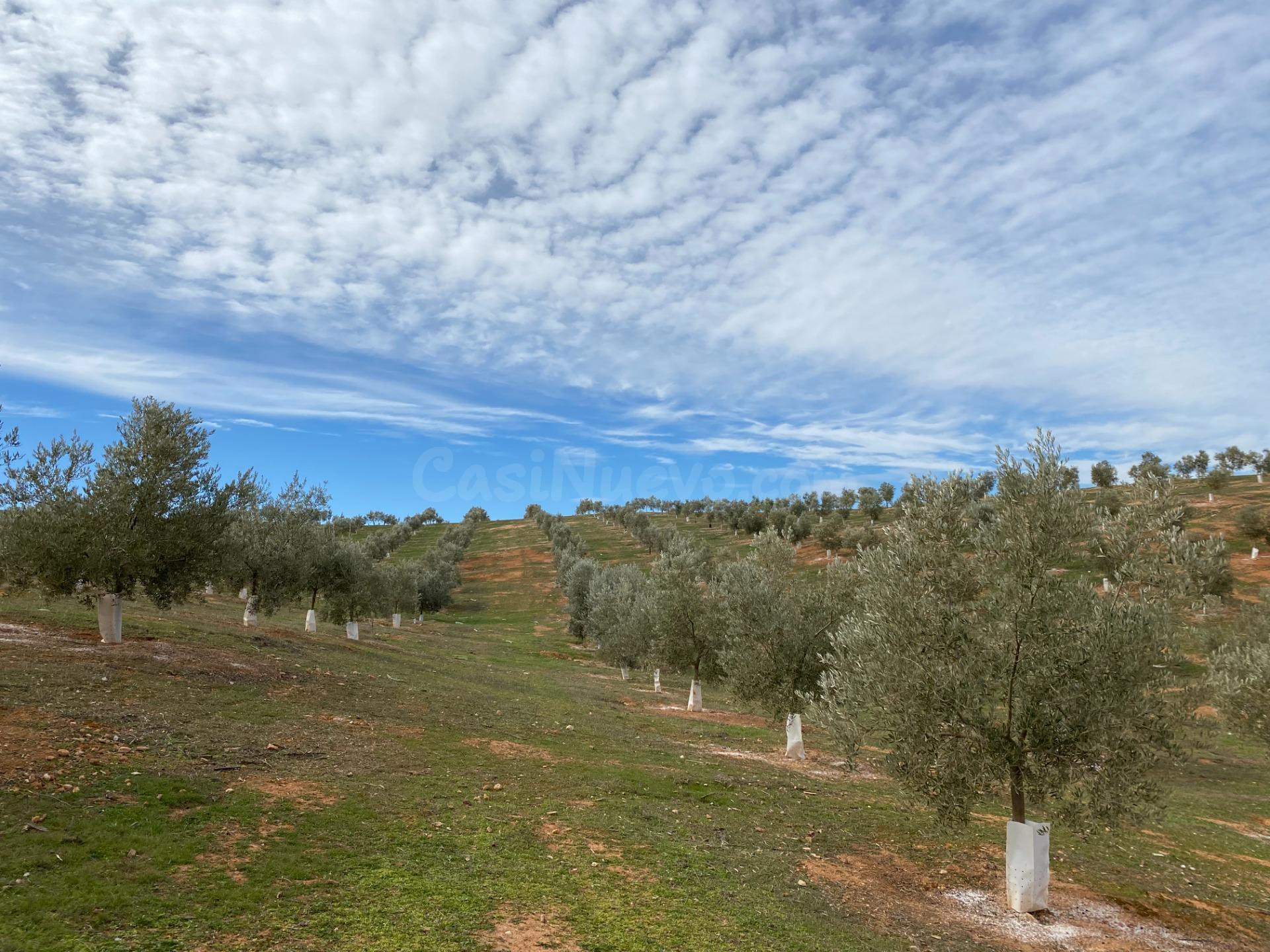 VENTA DE 12 FANEGAS DE TIERRA DE OLIVOS HOJIBLANCOS Y MARTEÑ - foto 4