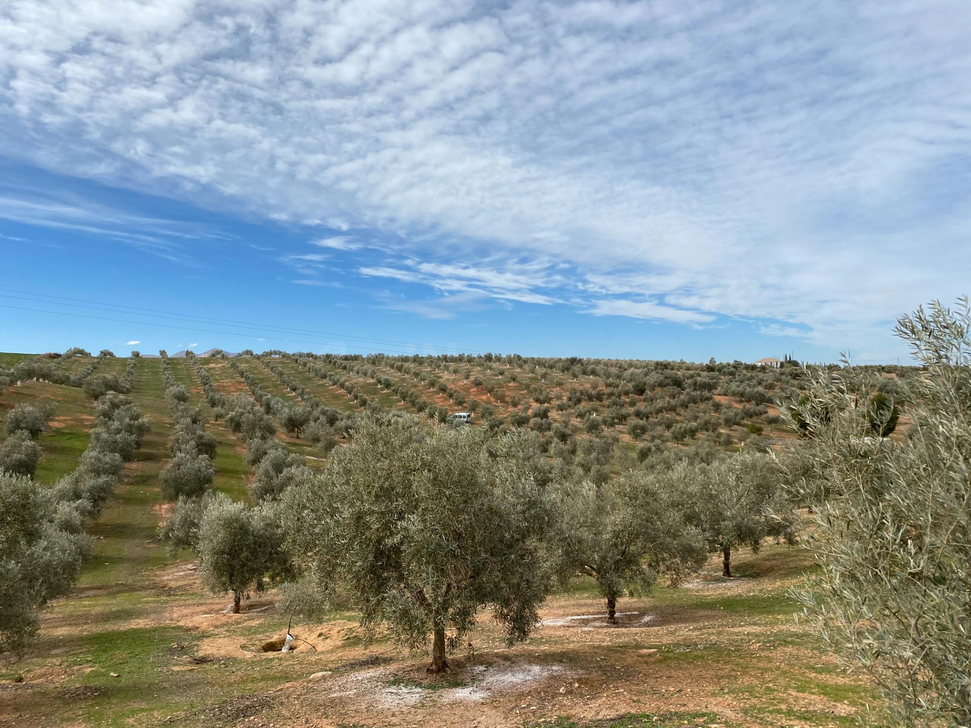 VENTA DE 12 FANEGAS DE TIERRA DE OLIVOS HOJIBLANCOS Y MARTEÑ - foto 5