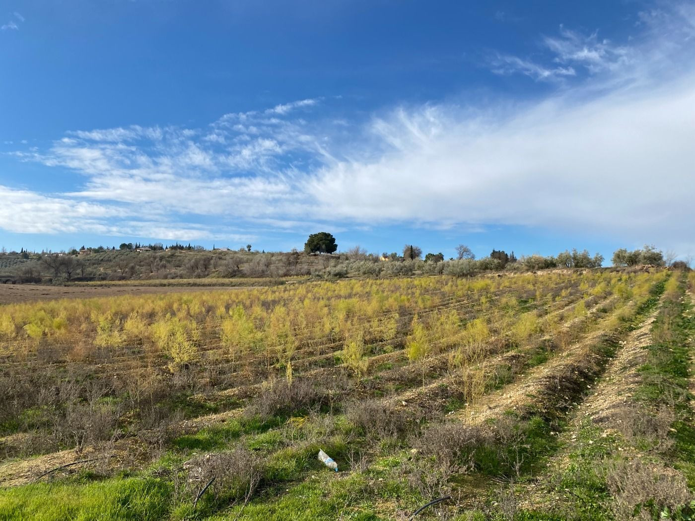 VENTA DE 21 ARANZADAS DE TIERRA CARMA CON RIEGO Y  CORTIJO CON LUZ, Y AGUA POTABLE
