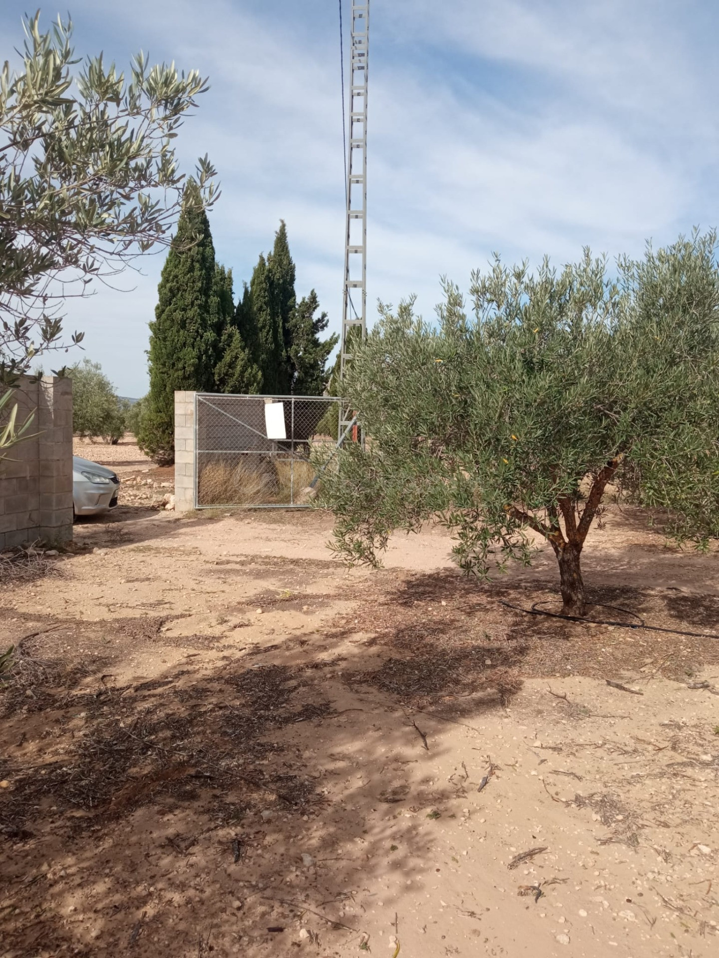Parcela todo vallada con arboles de olivos en producción y casa de apero