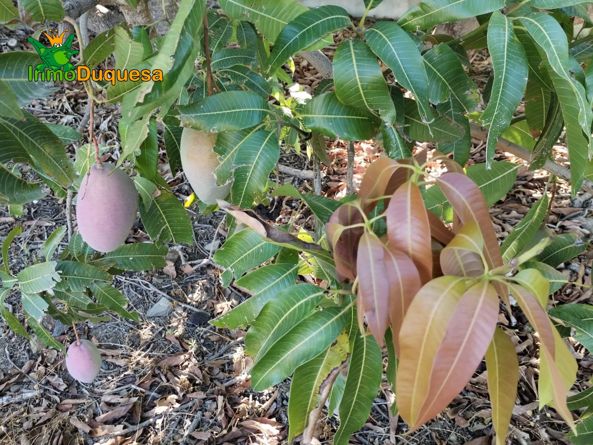 Finca rústica de AGUACATE y MANGO.