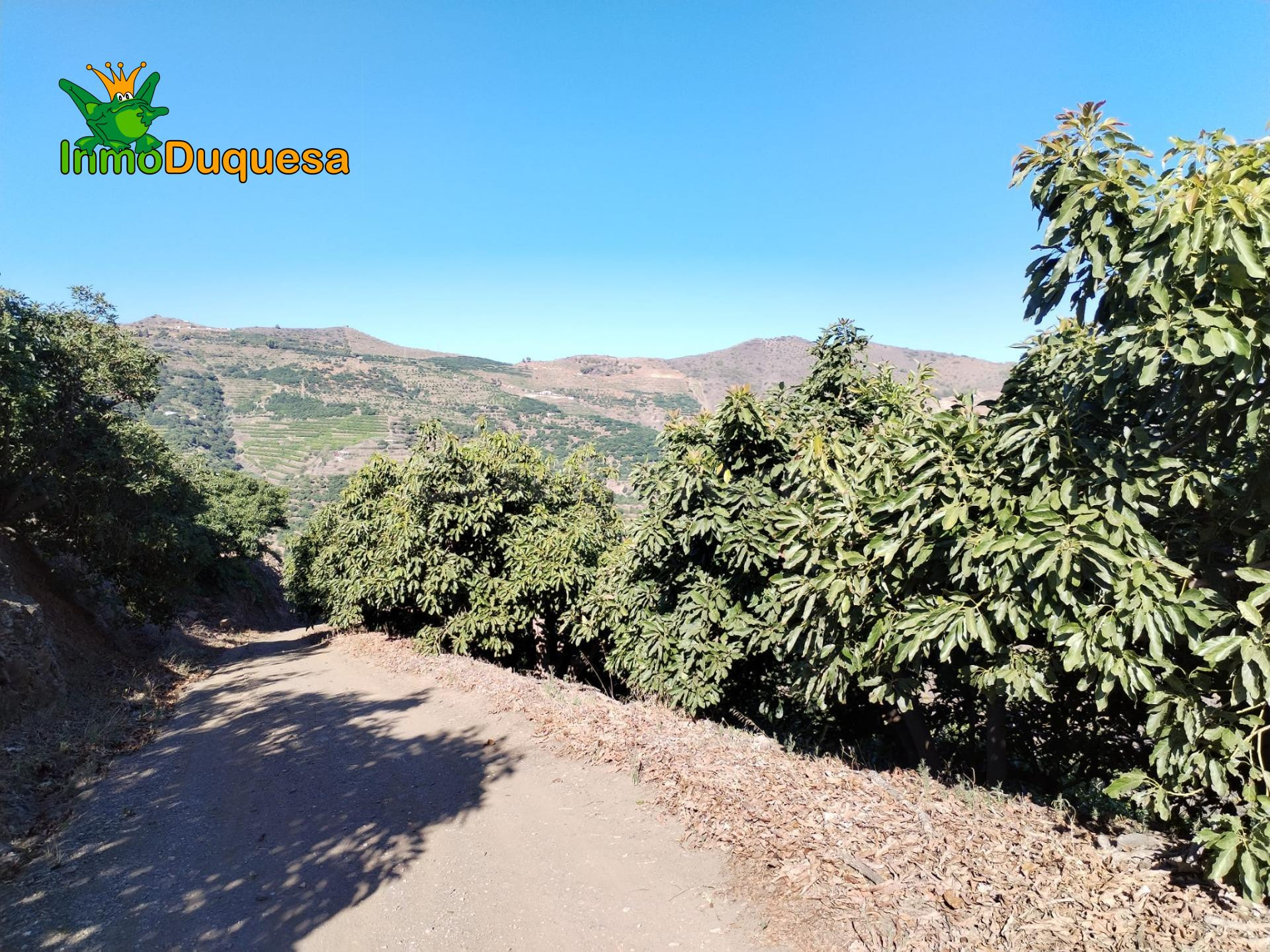 Finca rústica de AGUACATE y MANGO. - foto 2