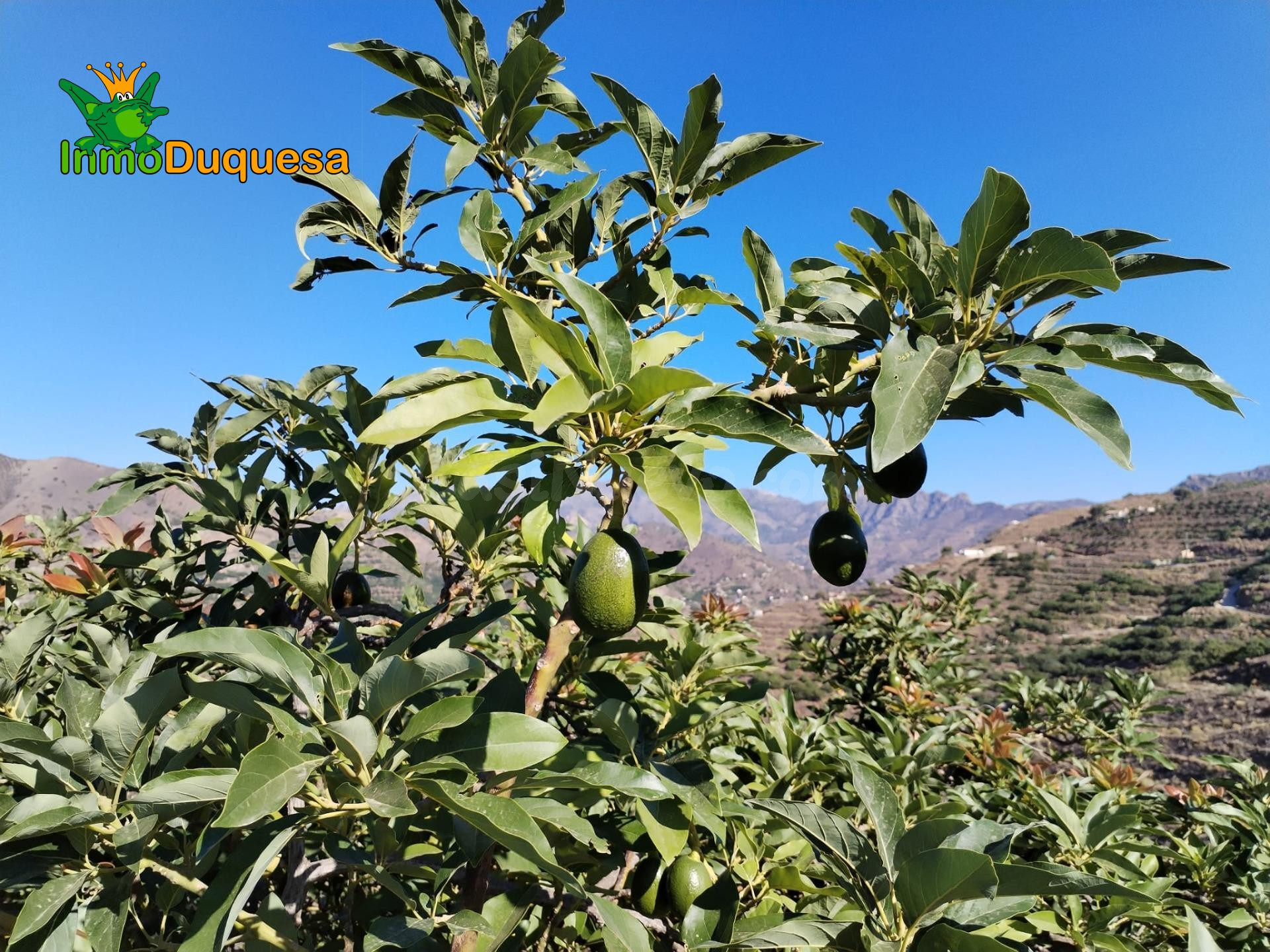 Finca rústica de AGUACATE y MANGO. - foto 4
