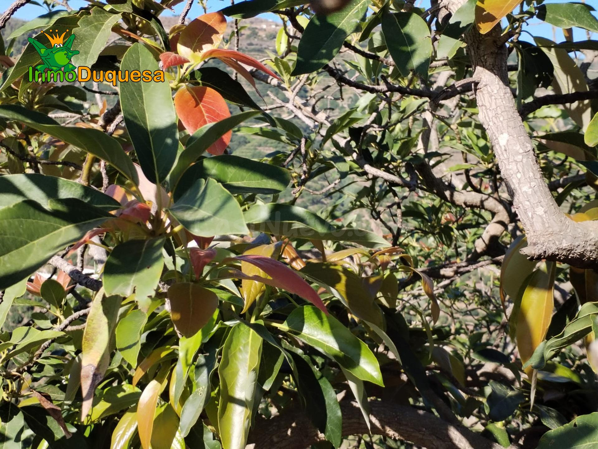 Finca rústica de AGUACATE y MANGO. - foto 5