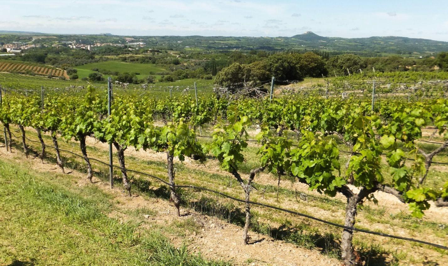 Excepcional finca rústica de 46.000 m2 a solo 500 metros del mar – Gran potencial de inversión en la
