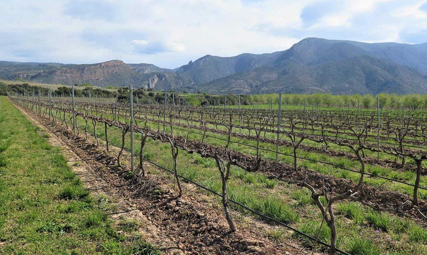Excepcional finca rústica de 46.000 m2 a solo 500 metros del mar – Gran potencial de inversión en la - foto 3