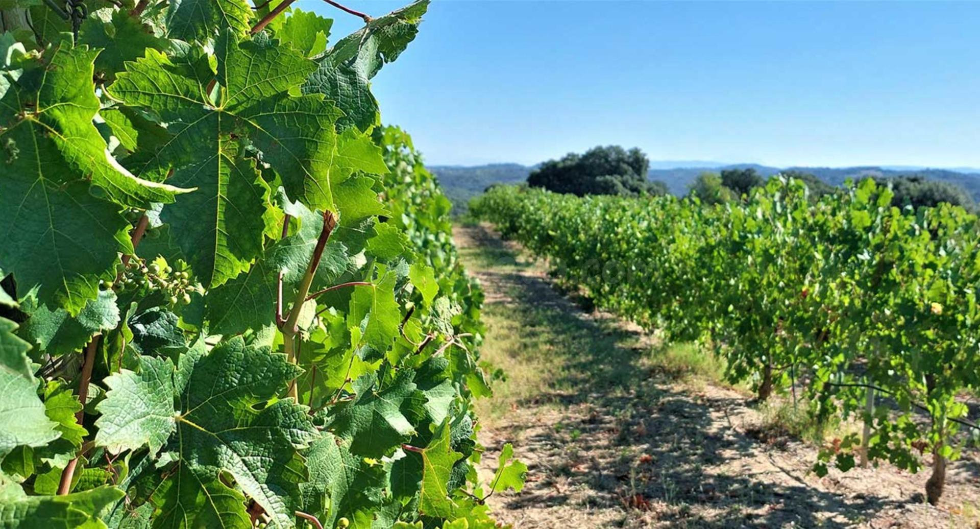 Excepcional finca rústica de 46.000 m2 a solo 500 metros del mar – Gran potencial de inversión en la - foto 4