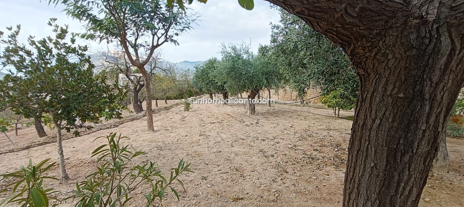 CHALET  CON 55.000 MT A 2 KM DE JIJONA