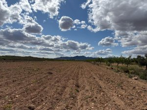 Terreno en pinoso - foto 5