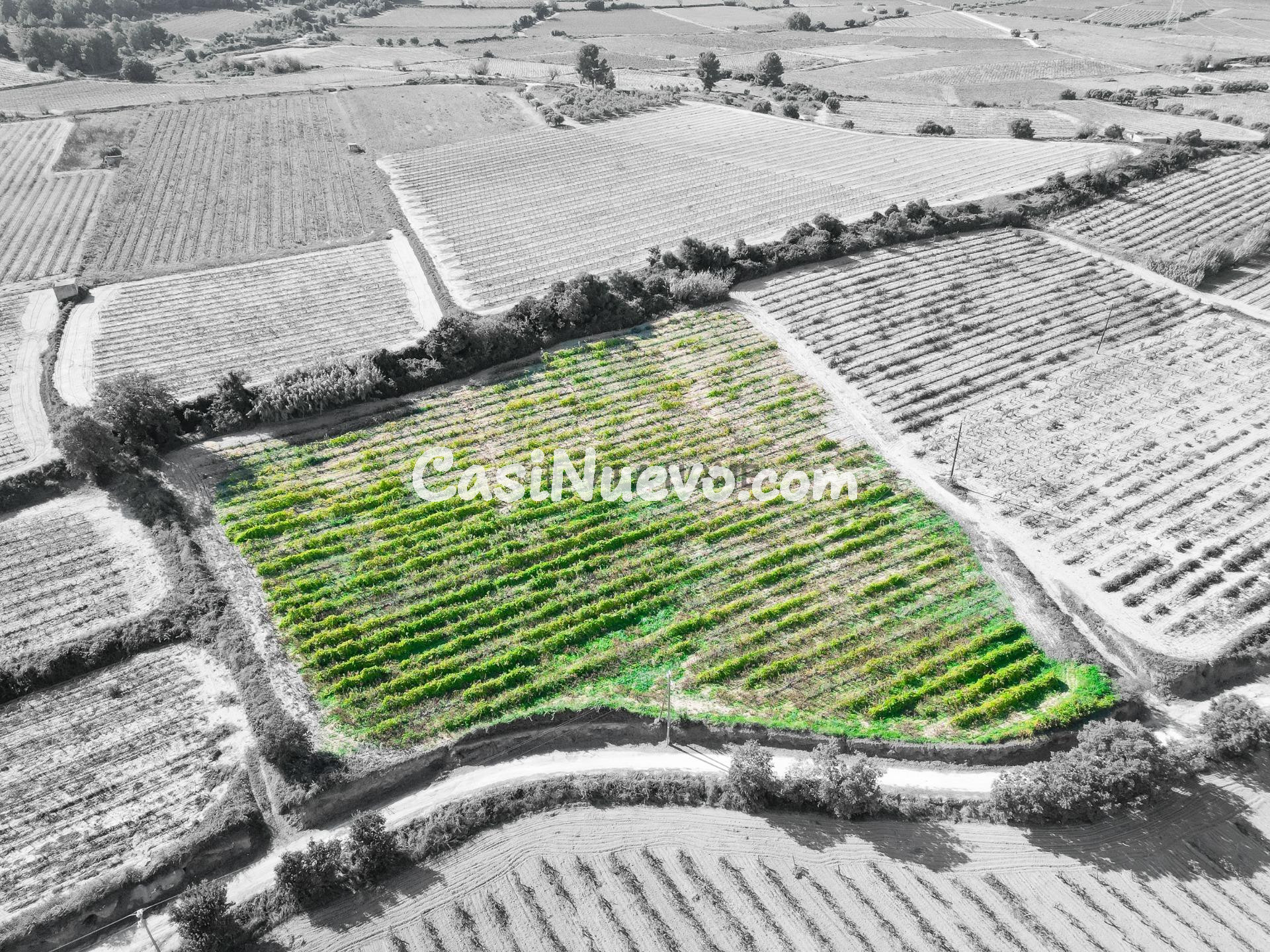 Terreno agrícola de 1 hectárea en l'Arboç