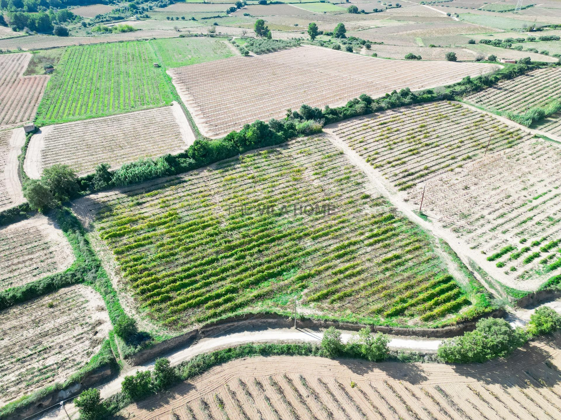 Terreno agrícola de 1 hectárea en l'Arboç - foto 2
