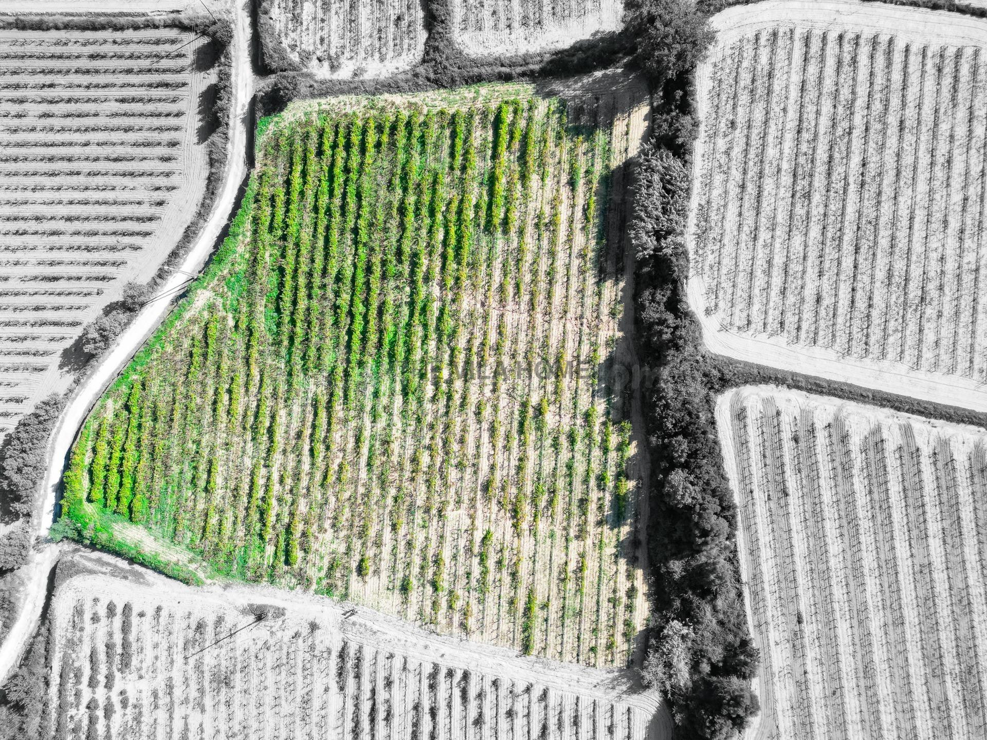 Terreno agrícola de 1 hectárea en l'Arboç - foto 3