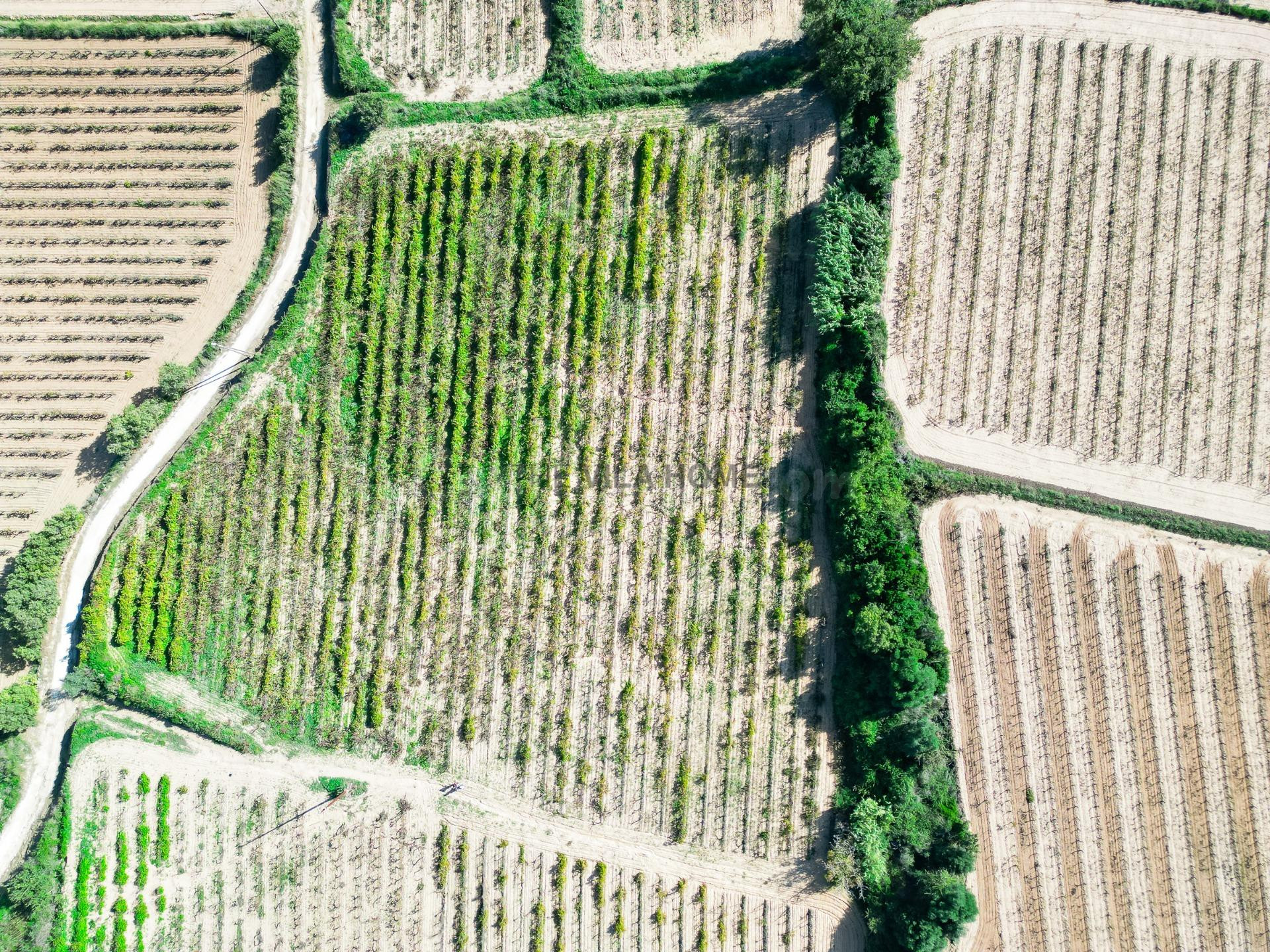 Terreno agrícola de 1 hectárea en l'Arboç - foto 4