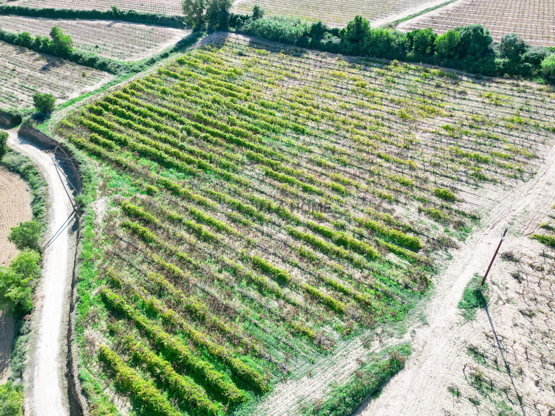 Terreno agrícola de 1 hectárea en l'Arboç - foto 5