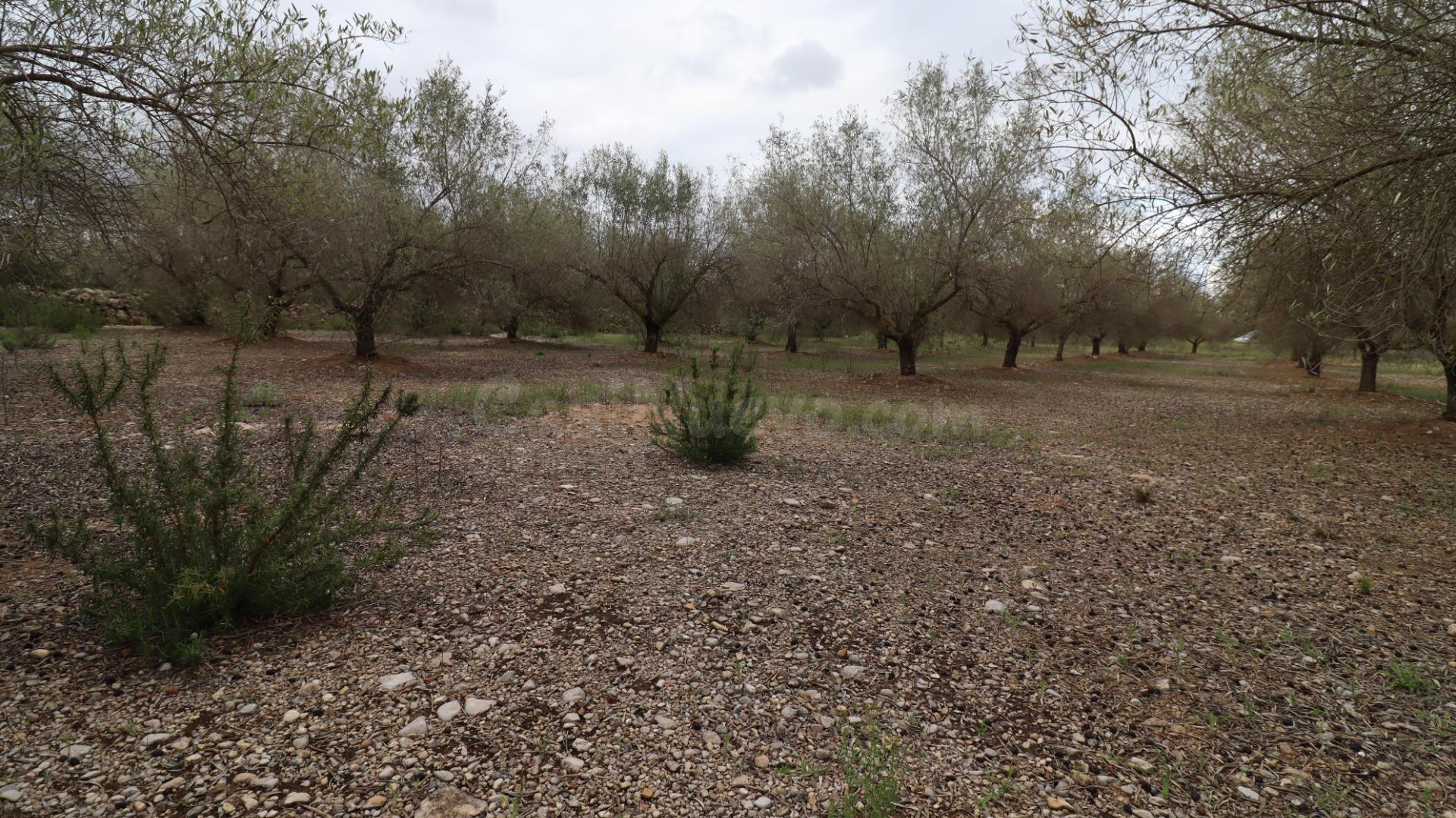 APARTAMENTOS EN UNA RESIDENCIAL EN ORIHUELA COSTA, 2 DOR,2 B
