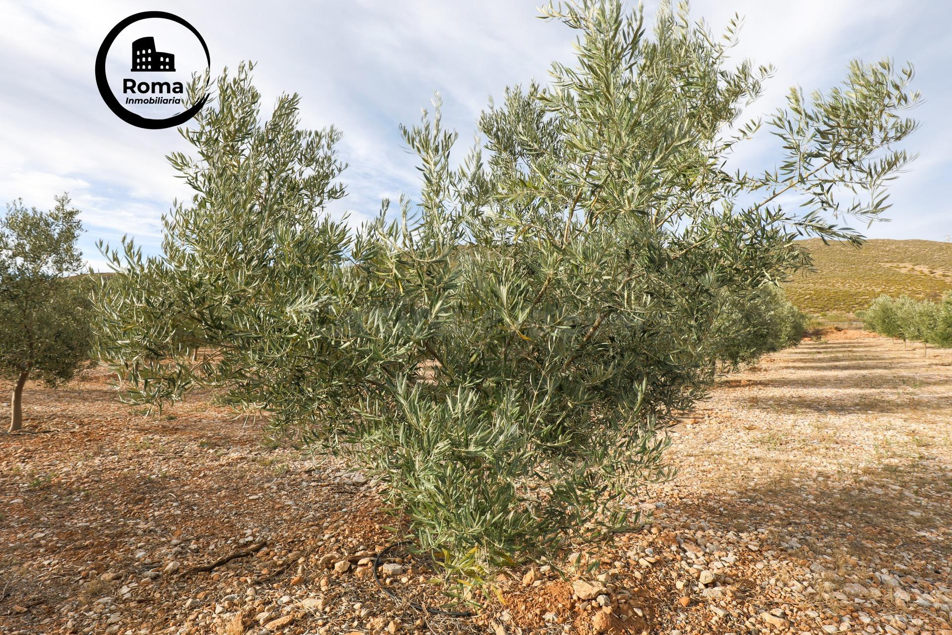 Inmejorable finca de Olivos de primera calidad en Villamena 