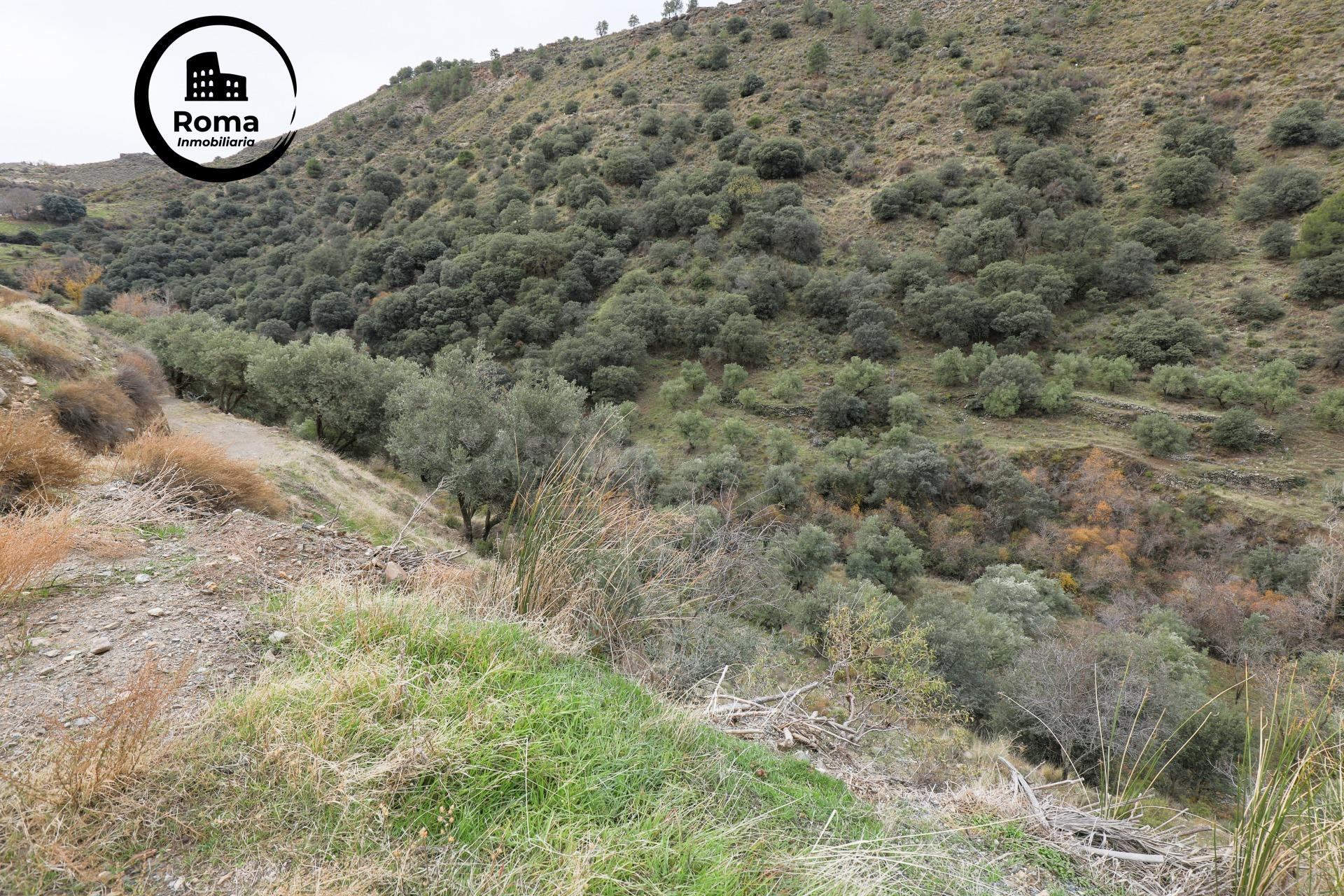 Magnífica finca de olivos en Monachil