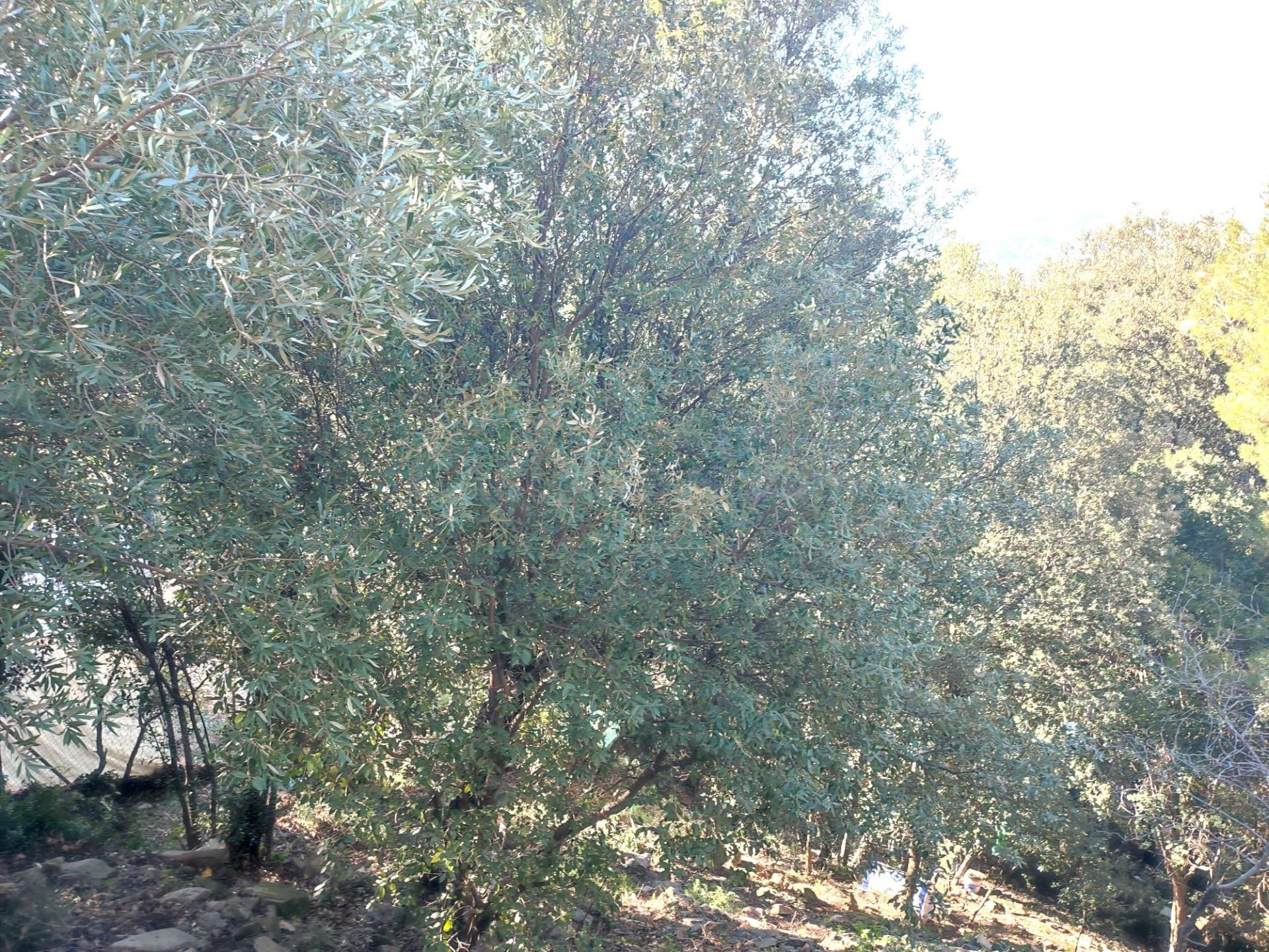 Parcela en venta en el Serrat de L atmella del valles - foto 4