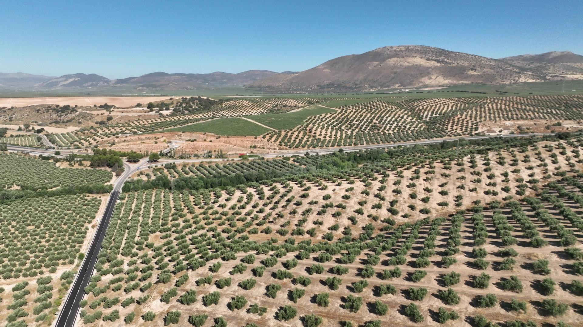 OLIVAR DE 30 HA JUNTO A GRANADA: ALTA PRODUCTIVIDAD Y DERECHOS PAC INCLUIDOS