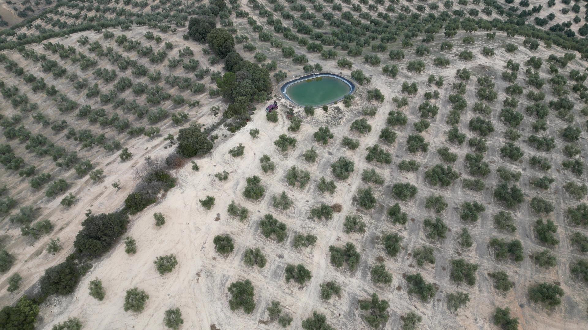 OLIVAR DE REGADIO Y 70 HA: CICLO COMPLETO DE PRODUCCIÓN Y AL