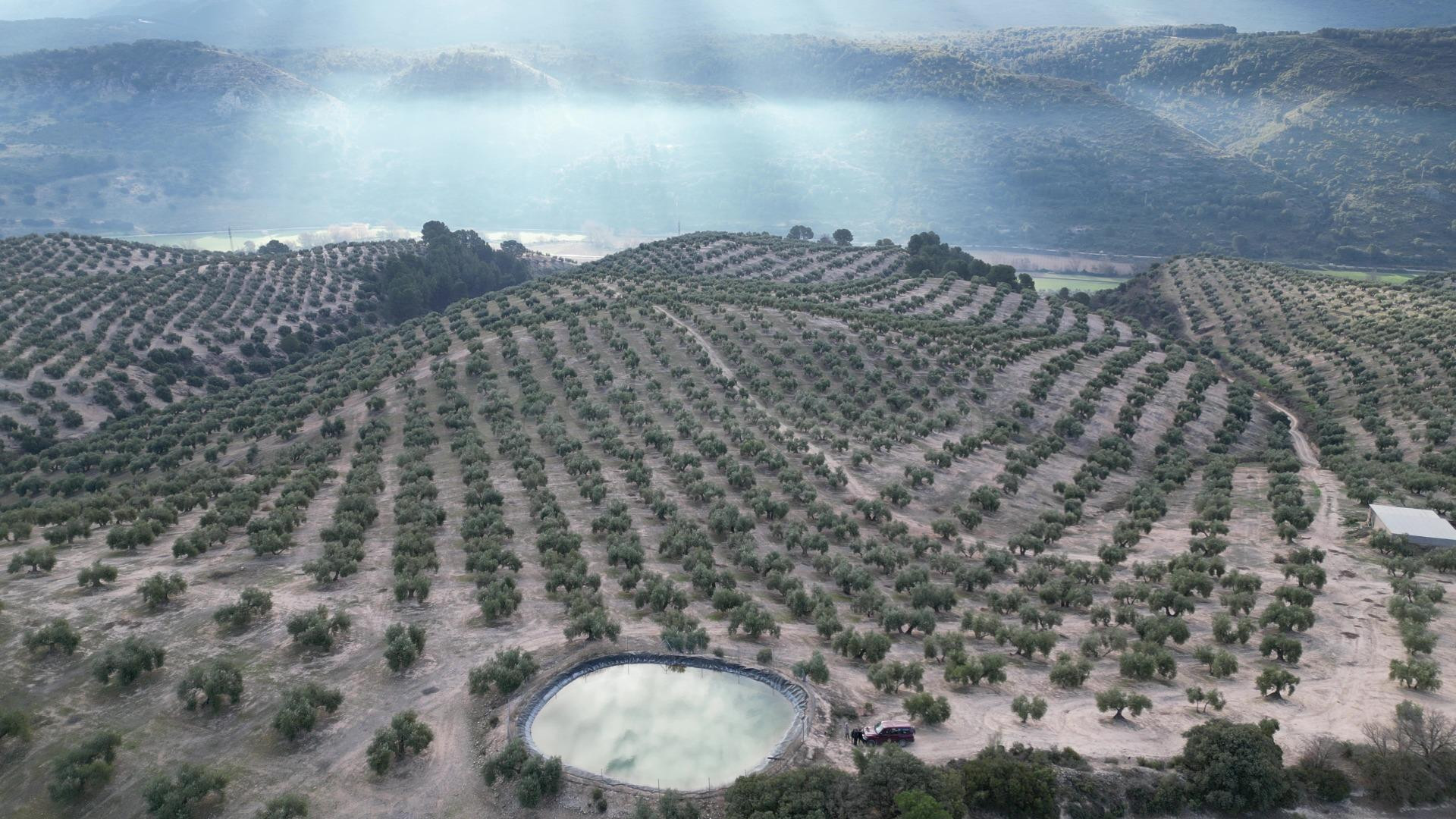 OLIVAR DE REGADIO Y 70 HA: CICLO COMPLETO DE PRODUCCIÓN Y AL - foto 2