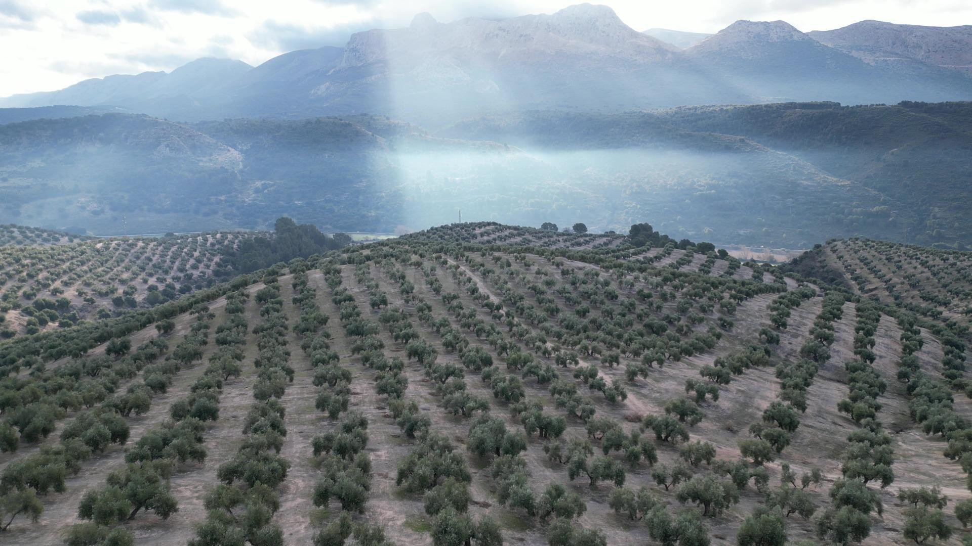 OLIVAR DE REGADIO Y 70 HA: CICLO COMPLETO DE PRODUCCIÓN Y AL - foto 3