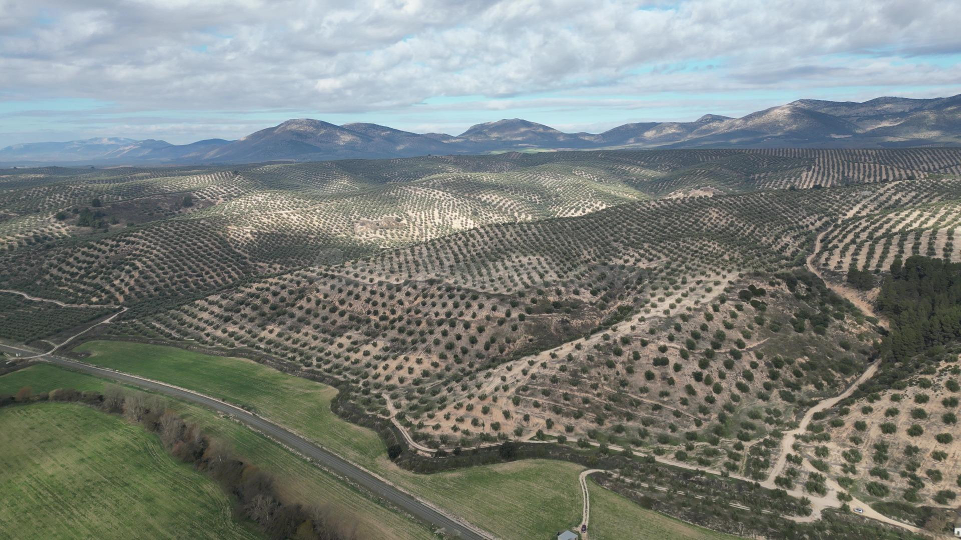 OLIVAR DE REGADIO Y 70 HA: CICLO COMPLETO DE PRODUCCIÓN Y AL - foto 4